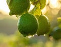 Close-up of rain-soaked ripe green limes hanging from a tree branch. Generated image Royalty Free Stock Photo