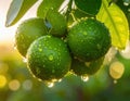 Close-up of rain-soaked ripe green limes hanging from a tree branch. Generated image Royalty Free Stock Photo