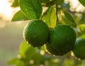 Close-up of rain-soaked ripe green limes hanging from a tree branch. Generated image Royalty Free Stock Photo