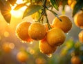 Close-up of rain-soaked ripe yellow oranges hanging from a tree branch. Generated image Royalty Free Stock Photo