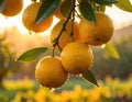 Close-up of rain-soaked ripe yellow oranges hanging from a tree branch. Generated image Royalty Free Stock Photo