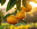 Image of rain-soaked ripe yellow oranges hanging from a tree branch. Generated image Royalty Free Stock Photo