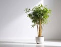 A cute, bamboo houseplant with soft green leaves and a gentle, rounded shape, placed in a minimalist ceramic pot. Generated image Royalty Free Stock Photo