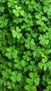 Vibrant green clover field background with heart-shaped leaves Royalty Free Stock Photo
