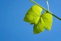 Vine leaf Fresh green grape leaf against blue sky background. Copy space Royalty Free Stock Photo