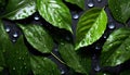 Water drops on green leaves, beauty of nature details element Royalty Free Stock Photo