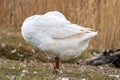 white goose standing on one leg resting with it's beak between it's wings Royalty Free Stock Photo