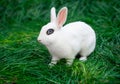 White hotot medium rabbit with eyes with rim palm-sized sits on a green grass