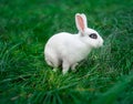 White hotot medium rabbit with eyes with rim palm-sized sits on a green grass