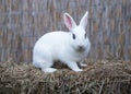 White hotot medium rabbit with eyes with rim palm-sized