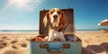 Adorable Beagle Holiday Surprise sitting in a Beach Suitcase - travel and holiday concept. Generative AI