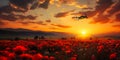 Anzac Day Remembrance Poppies and Flying WW2 Plane at Sunset in Tribute to the Fallen