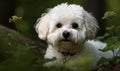 close photo of Bichon Frise in a green forest. Generative AI