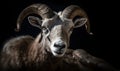 close up photo of Argali on black background. Generative AI