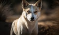 close up photo of Canaan dog on blurry forest background. Generative AI