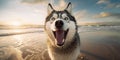 Cool Canine Alaskan Malamute Dog with a Cute Smile and Funny Expression Posing on the Beach. Generative AI