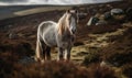 Dartmoor pony amidst rugged untamed wilderness of Dartmoor National Park. ponys hardy surefooted nature and its distinct breed