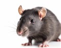 photo of African pouched rat isolated on white background. Generative AI