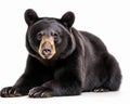 photo of American black bear Ursus americanus isolated on white background. Generative AI Royalty Free Stock Photo