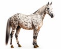 photo of Appaloosa isolated on white background. Generative AI Royalty Free Stock Photo