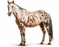 photo of Appaloosa isolated on white background. Generative AI Royalty Free Stock Photo