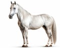 photo of Arabian horse isolated on white background. Generative AI Royalty Free Stock Photo