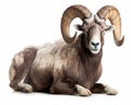 photo of Argali isolated on white background. Generative AI