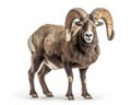 photo of Argali isolated on white background. Generative AI