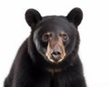 photo of Asiatic black bear isolated on white background. Generative AI Royalty Free Stock Photo