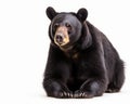 photo of Asiatic black bear isolated on white background. Generative AI Royalty Free Stock Photo