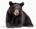 photo of Asiatic black bear isolated on white background. Generative AI Royalty Free Stock Photo