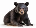 photo of Asiatic black bear isolated on white background. Generative AI Royalty Free Stock Photo