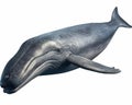 photo of Balaenoptera musculus also known as the blue whale isolated on white background. Generative AI