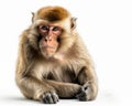 photo of Barbary macaque isolated on white background. Generative AI