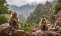 photo of Barbary macaques sitting on the rocky terrain of the Atlas Mountains in Morocco. The macaques have distinctive greyish