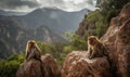 photo of Barbary macaques sitting on the rocky terrain of the Atlas Mountains in Morocco. The macaques have distinctive greyish