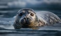 photo of bearded seal as it lounges of the edge of an ice floe in the Arctic. The seal is a large round-bodied creature with a