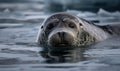 photo of bearded seal as it lounges of the edge of an ice floe in the Arctic. The seal is a large round-bodied creature with a