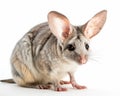 photo of bilby macrotis lagotis isolated on white background. Generative AI Royalty Free Stock Photo