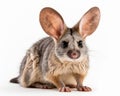 photo of bilby macrotis lagotis isolated on white background. Generative AI Royalty Free Stock Photo