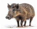 photo of bushpig isolated on white background. Generative AI