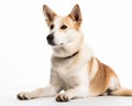 photo of Canaan dog isolated on white background. Generative AI