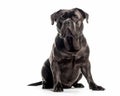 photo of Cane Corso isolated on white background. Generative AI