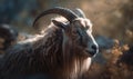 Photo of cashmere goat animal is depicted in full figure with every fiber of its coat visible in the image which showcases the