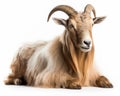 photo of cashmere goat isolated on white background. Generative AI