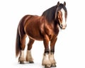 photo of Clydesdale heavy draft-horse breed isolated on white background. Generative AI