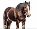 photo of Clydesdale heavy draft-horse breed isolated on white background. Generative AI Royalty Free Stock Photo