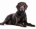 photo of curly-coated retriever isolated on white background. Generative AI Royalty Free Stock Photo