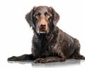 photo of curly-coated retriever isolated on white background. Generative AI Royalty Free Stock Photo