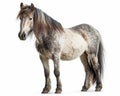 photo of Dartmoor breed of pony isolated on white background. Generative AI